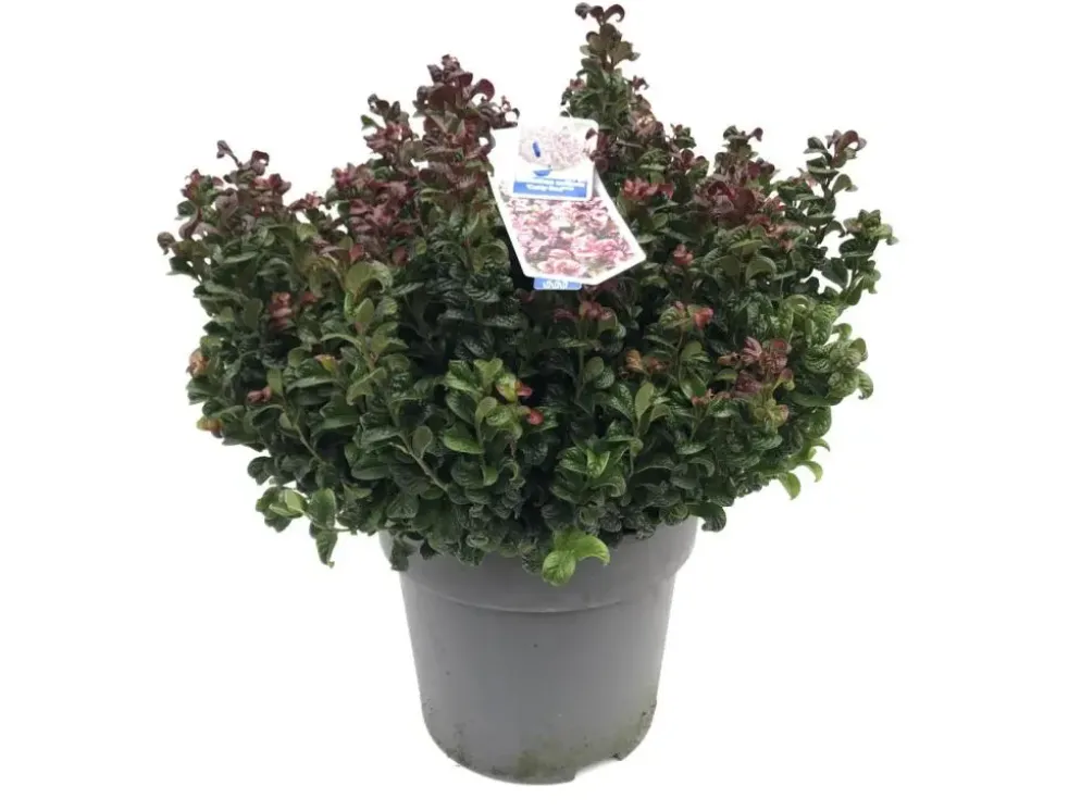 Leucothoe axillaris 'Curly Red'® (Leucothoe 'Curly Red')