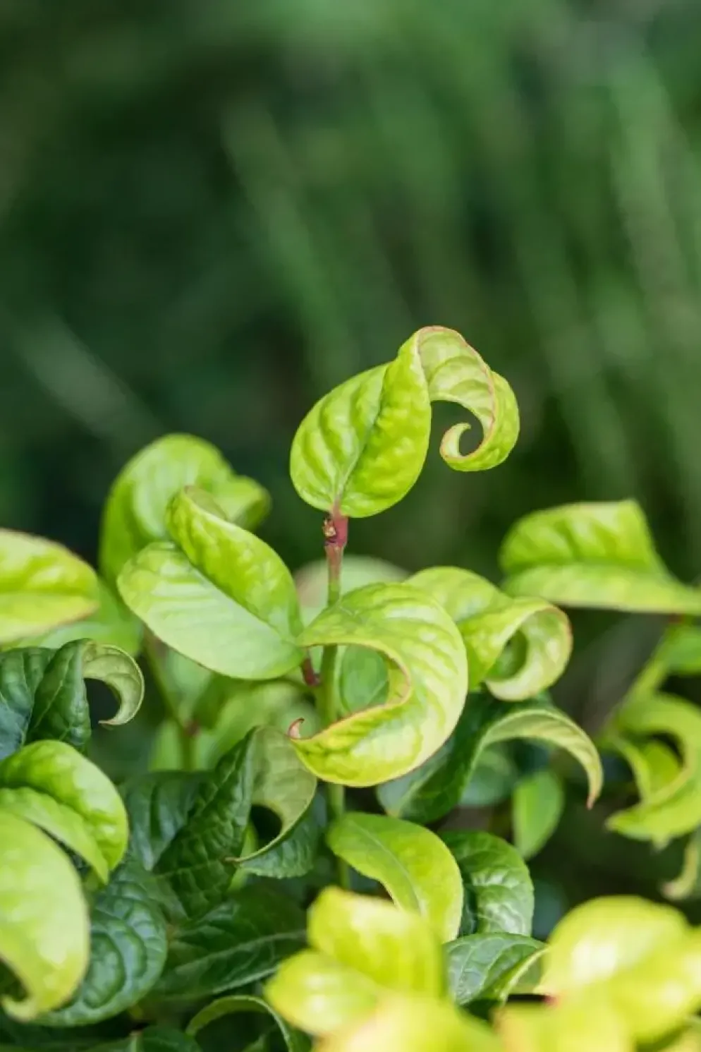 Leucothoe axillaris 'Curly Red'® (Leucothoe 'Curly Red')