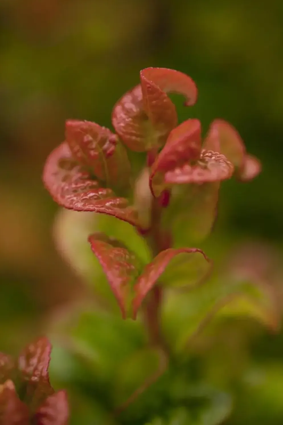 Leucothoe axillaris 'Curly Red'® (Leucothoe 'Curly Red')