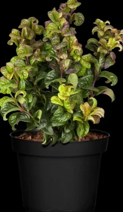 Leucothoe axillaris 'Curly Red'® (Leucothoe 'Curly Red')