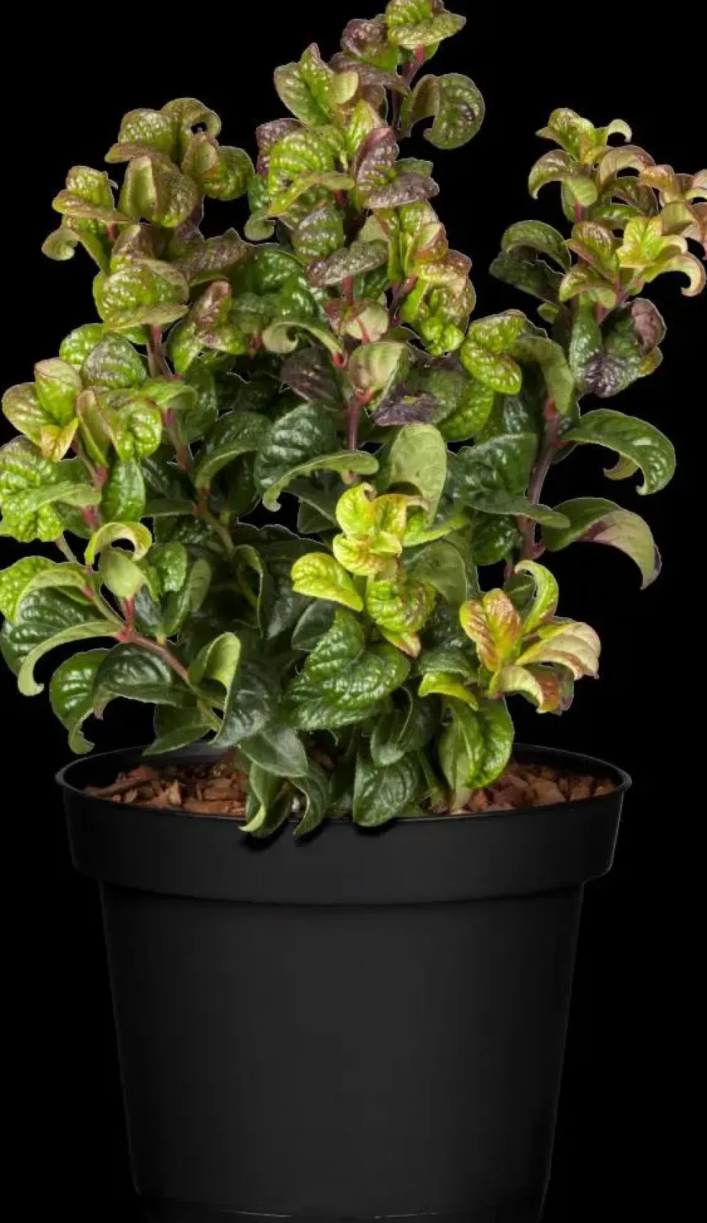 Leucothoe axillaris 'Curly Red'® (Leucothoe 'Curly Red')