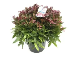 Leucothoe axillaris 'Zeblid' (Druifheide 'Zeblid')