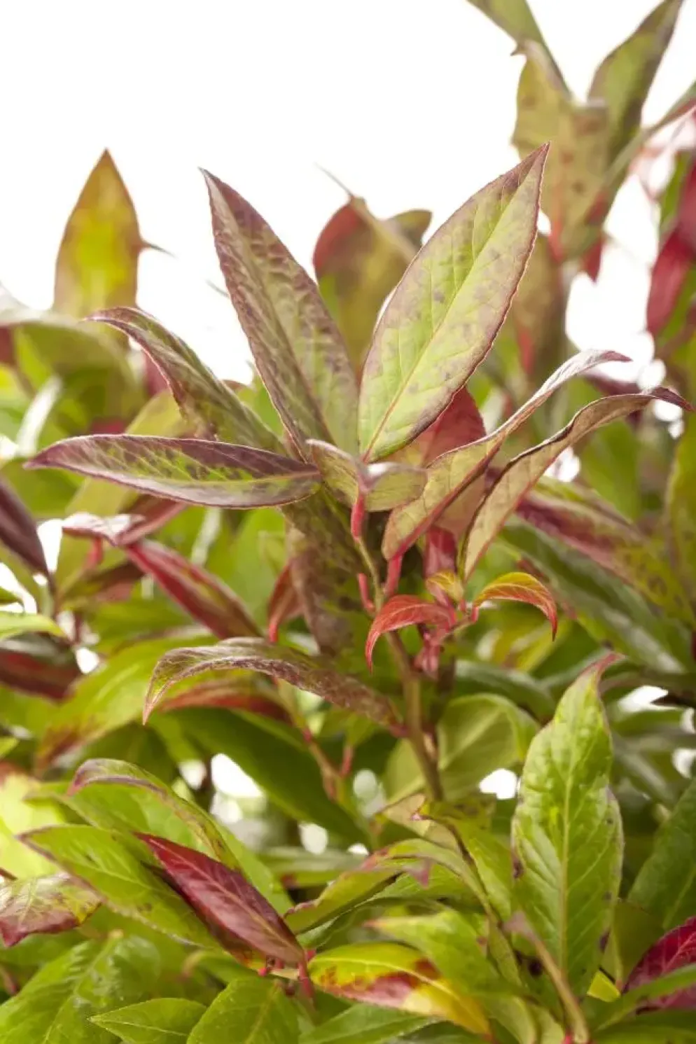 Leucothoe axillaris 'Zeblid' (Druifheide 'Zeblid')