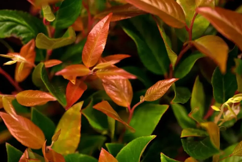 Leucothoe axillaris 'Zeblid' (Druifheide 'Zeblid')