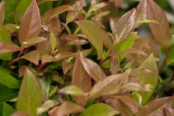 Leucothoe axillaris 'Zeblid' (Druifheide 'Zeblid')