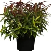 Leucothoe keiskei 'Burning Love' (Druifheide 'Burning Love')