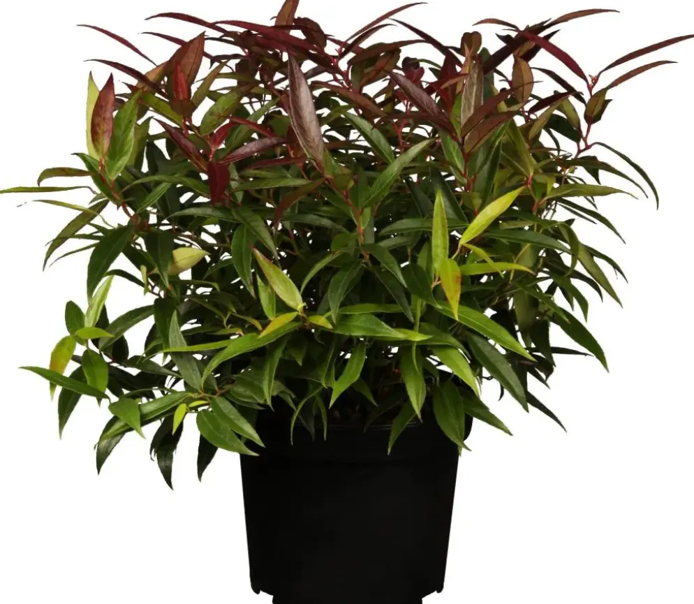 Leucothoe keiskei 'Burning Love' (Druifheide 'Burning Love')