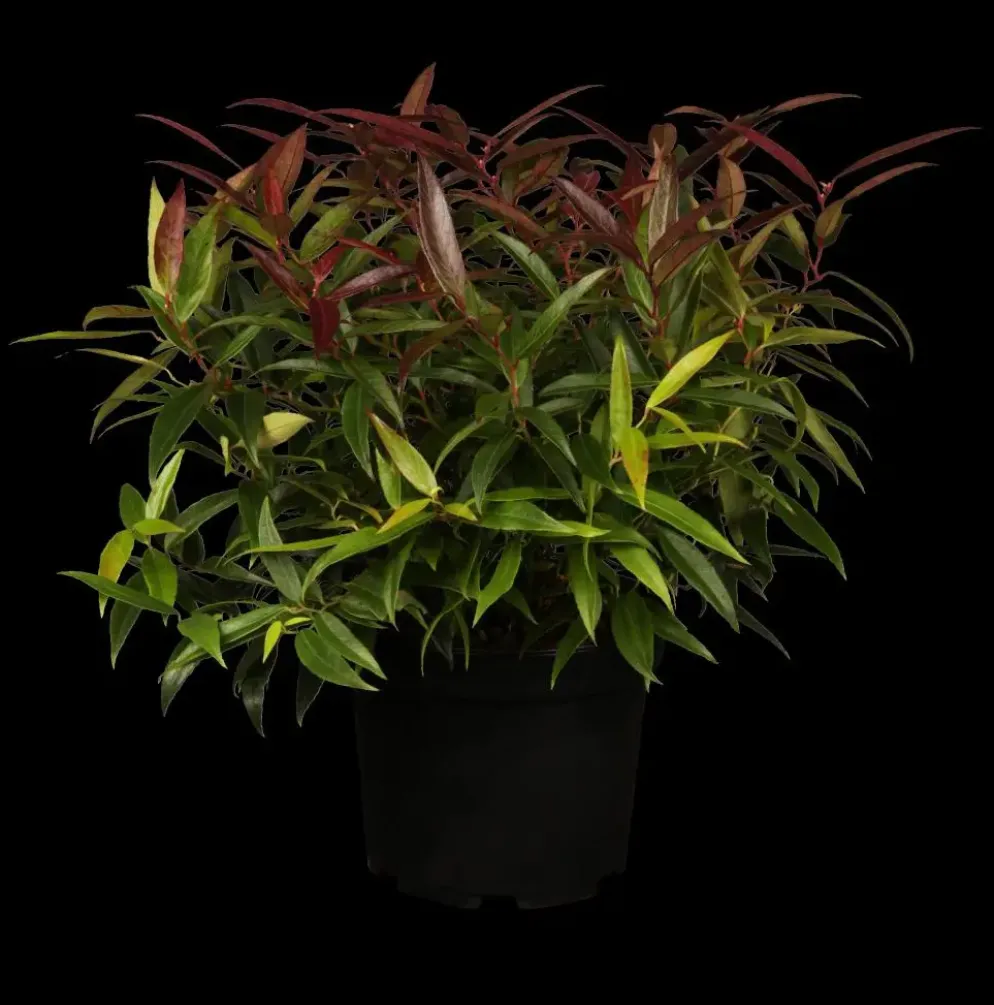 Leucothoe keiskei 'Burning Love' (Druifheide 'Burning Love')