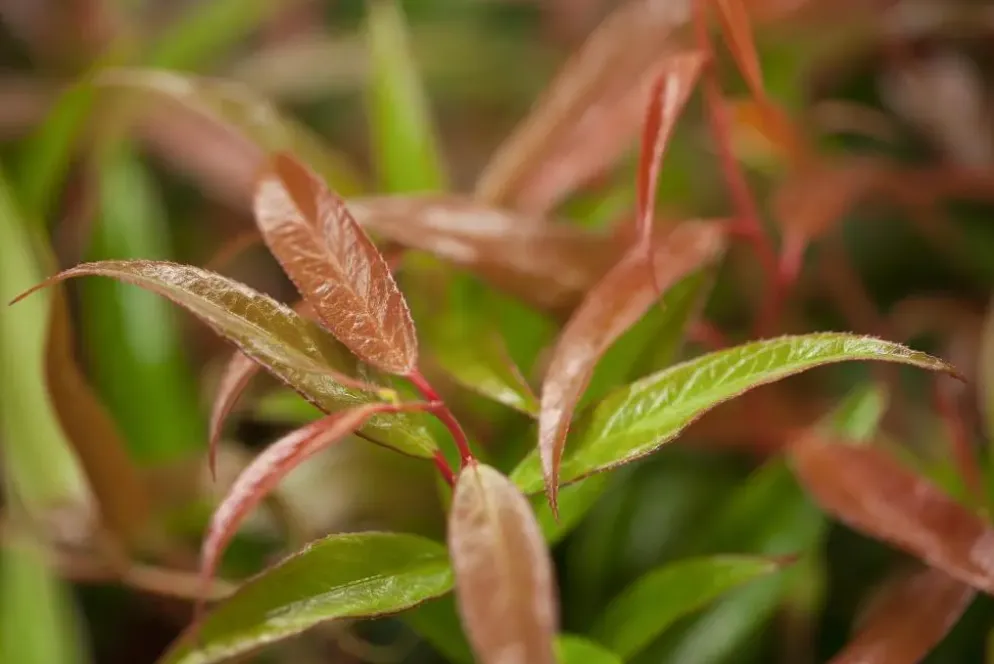 Leucothoe keiskei 'Burning Love' (Druifheide 'Burning Love')