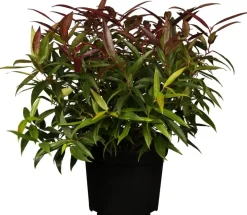 Leucothoe keiskei 'Burning Love' (Druifheide 'Burning Love')