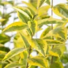 Ligustrum ovalifolium 'Aureum' (Tongkruiskruid 'Aureum')