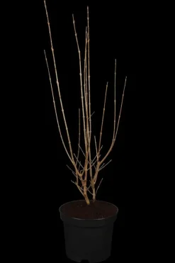 Ligustrum ovalifolium 'Aureum' (Tongkruiskruid 'Aureum')