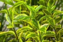 Ligustrum ovalifolium 'Aureum' (Tongkruiskruid 'Aureum')