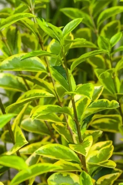 Ligustrum ovalifolium 'Aureum' (Tongkruiskruid 'Aureum')