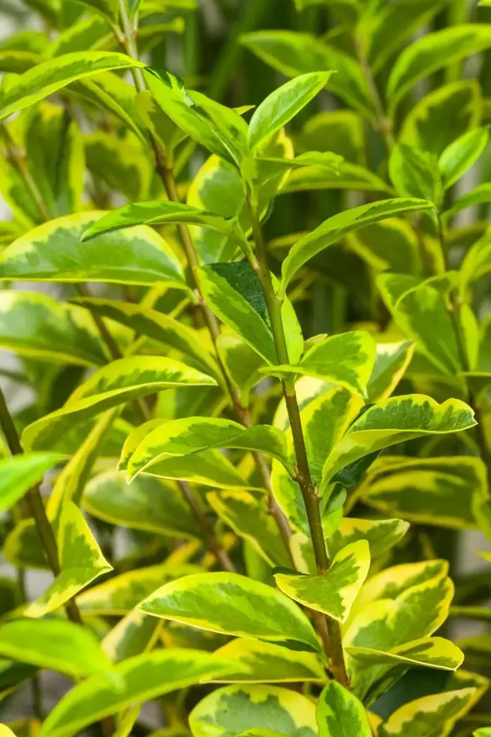 Ligustrum ovalifolium 'Aureum' (Tongkruiskruid 'Aureum')