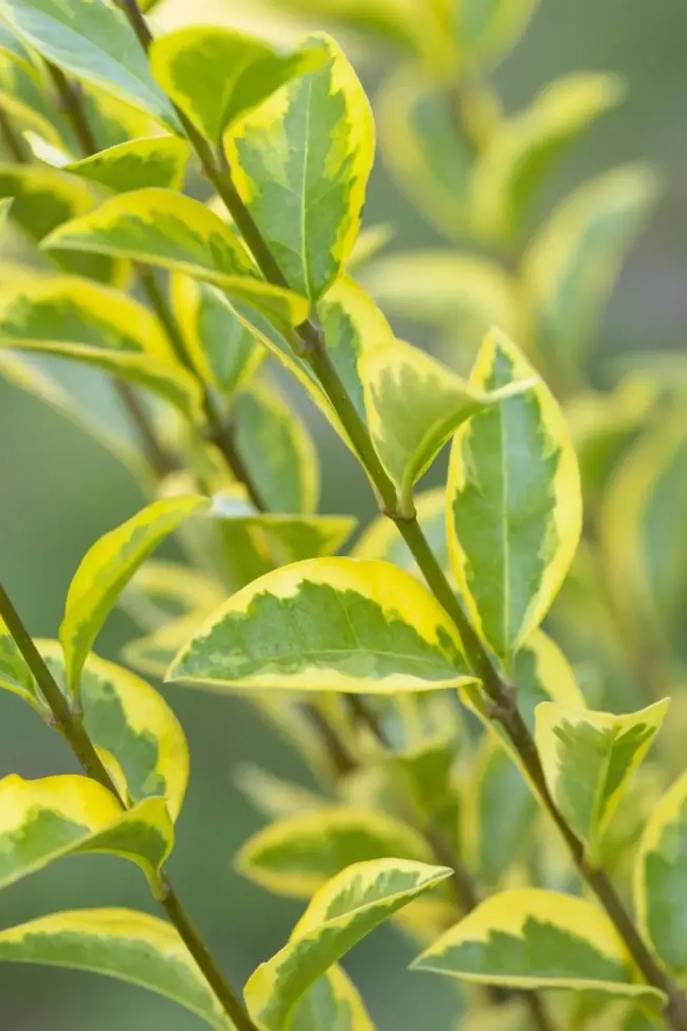 Ligustrum ovalifolium 'Aureum' (Tongkruiskruid 'Aureum')