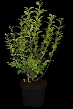 Ligustrum ovalifolium 'Aureum' (Tongkruiskruid 'Aureum')