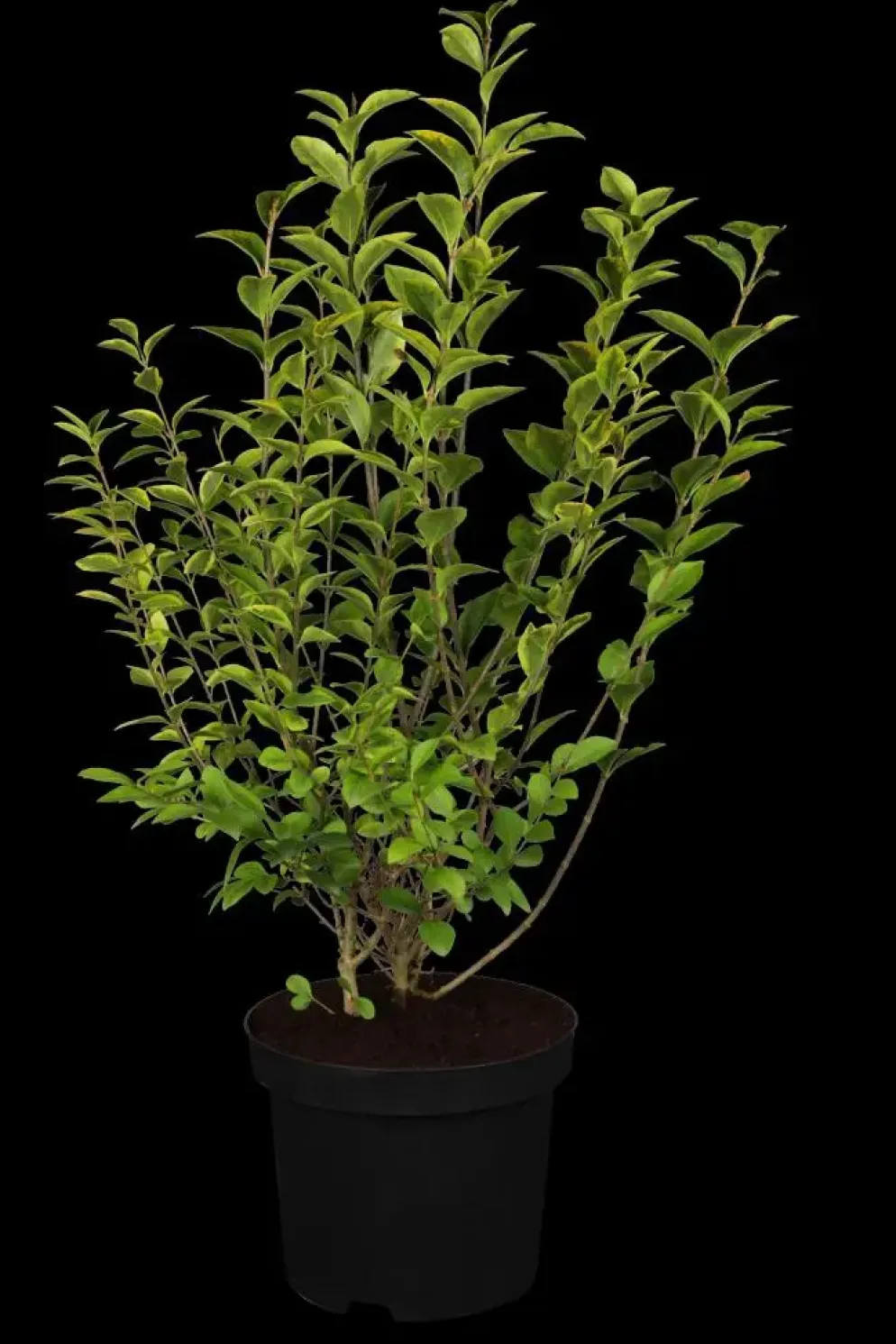 Ligustrum ovalifolium 'Aureum' (Tongkruiskruid 'Aureum')