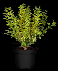 Ligustrum ovalifolium 'Aureum' (Tongkruiskruid 'Aureum')