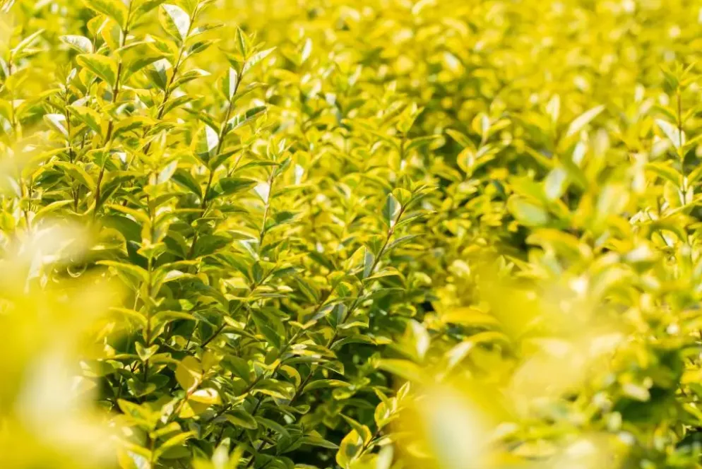 Ligustrum ovalifolium 'Aureum' (Tongkruiskruid 'Aureum')