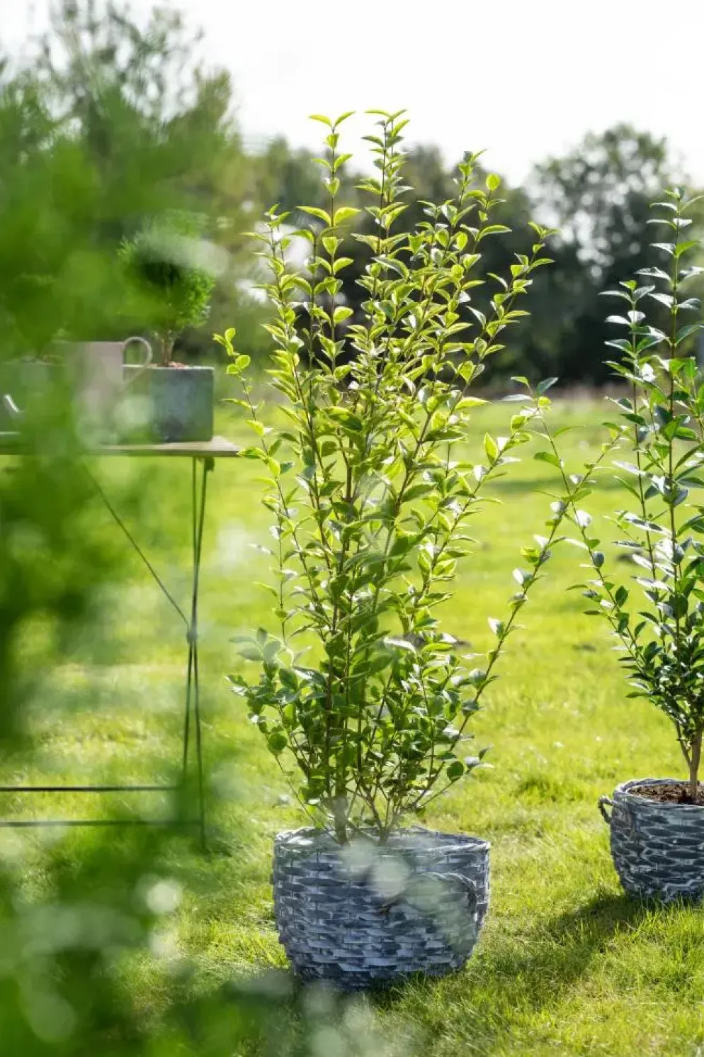 Ligustrum ovalifolium 'Aureum' (Tongkruiskruid 'Aureum')