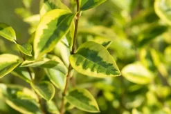 Ligustrum ovalifolium 'Aureum' (Tongkruiskruid 'Aureum')