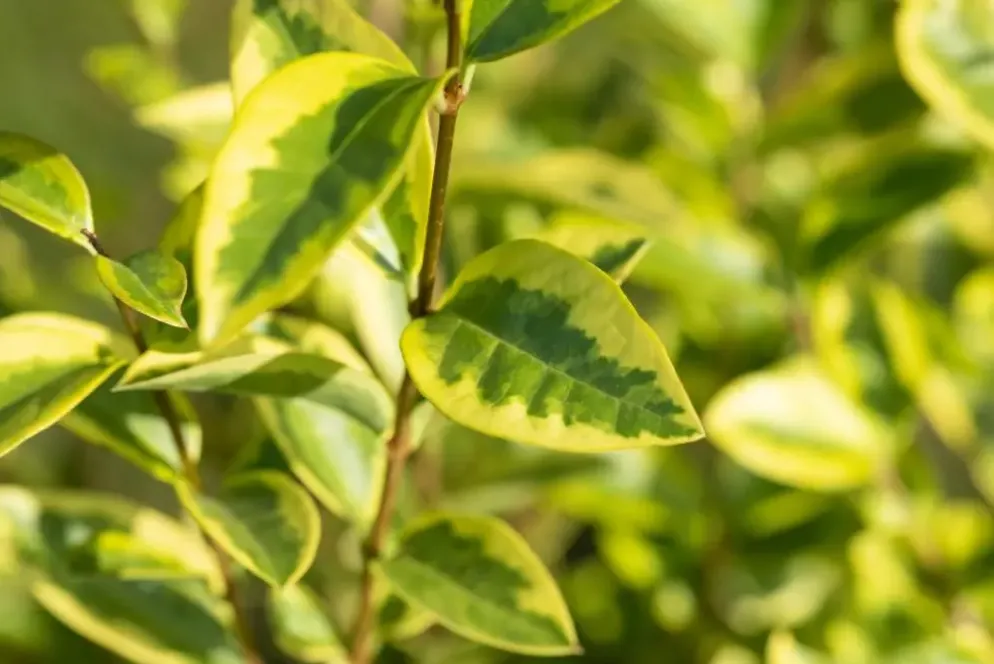 Ligustrum ovalifolium 'Aureum' (Tongkruiskruid 'Aureum')