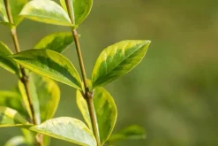 Ligustrum ovalifolium 'Aureum' (Tongkruiskruid 'Aureum')