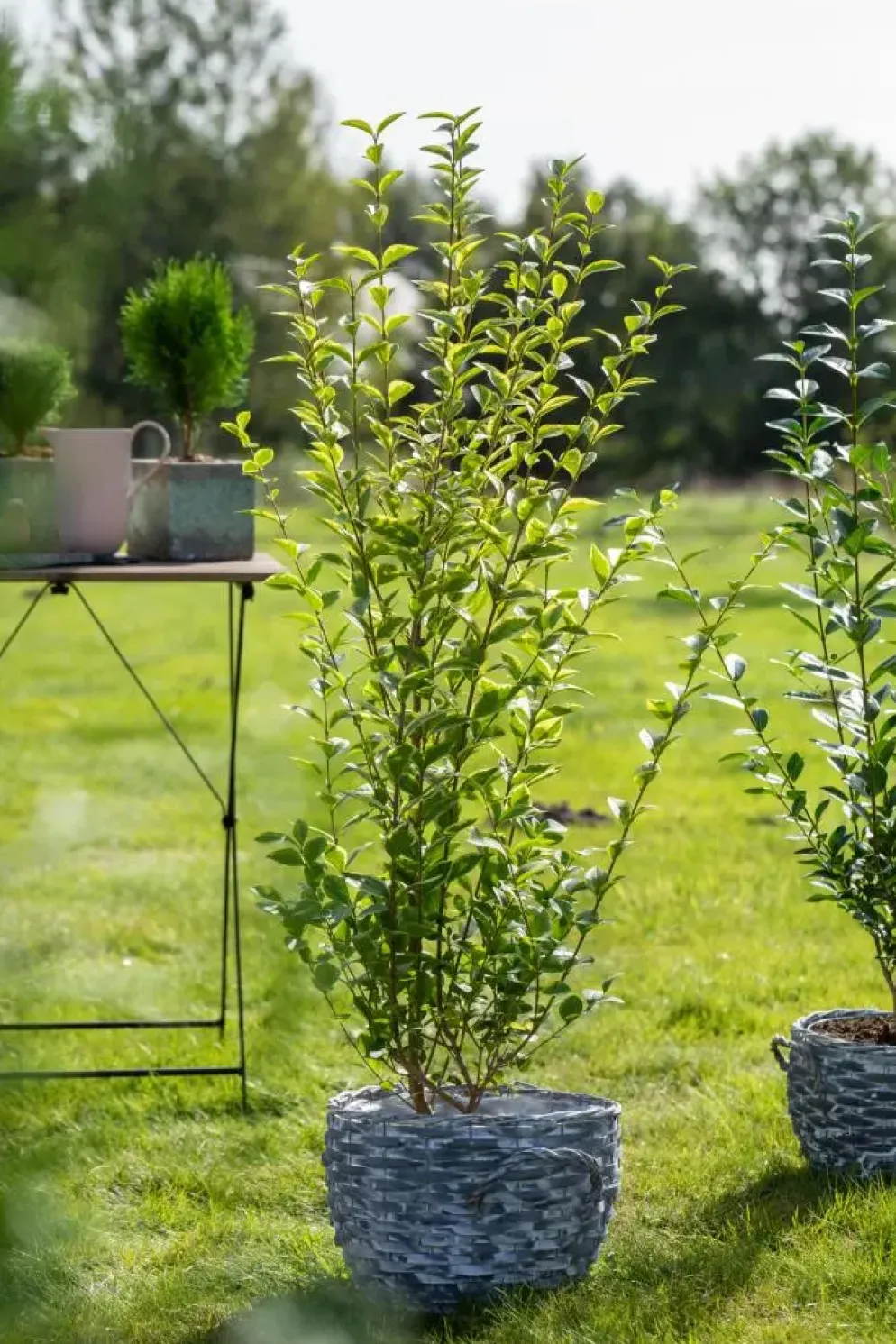 Ligustrum ovalifolium 'Aureum' (Tongkruiskruid 'Aureum')