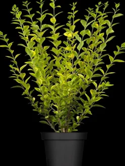 Ligustrum ovalifolium 'Aureum' (Tongkruiskruid 'Aureum')