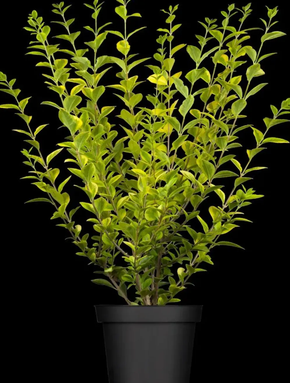 Ligustrum ovalifolium 'Aureum' (Tongkruiskruid 'Aureum')