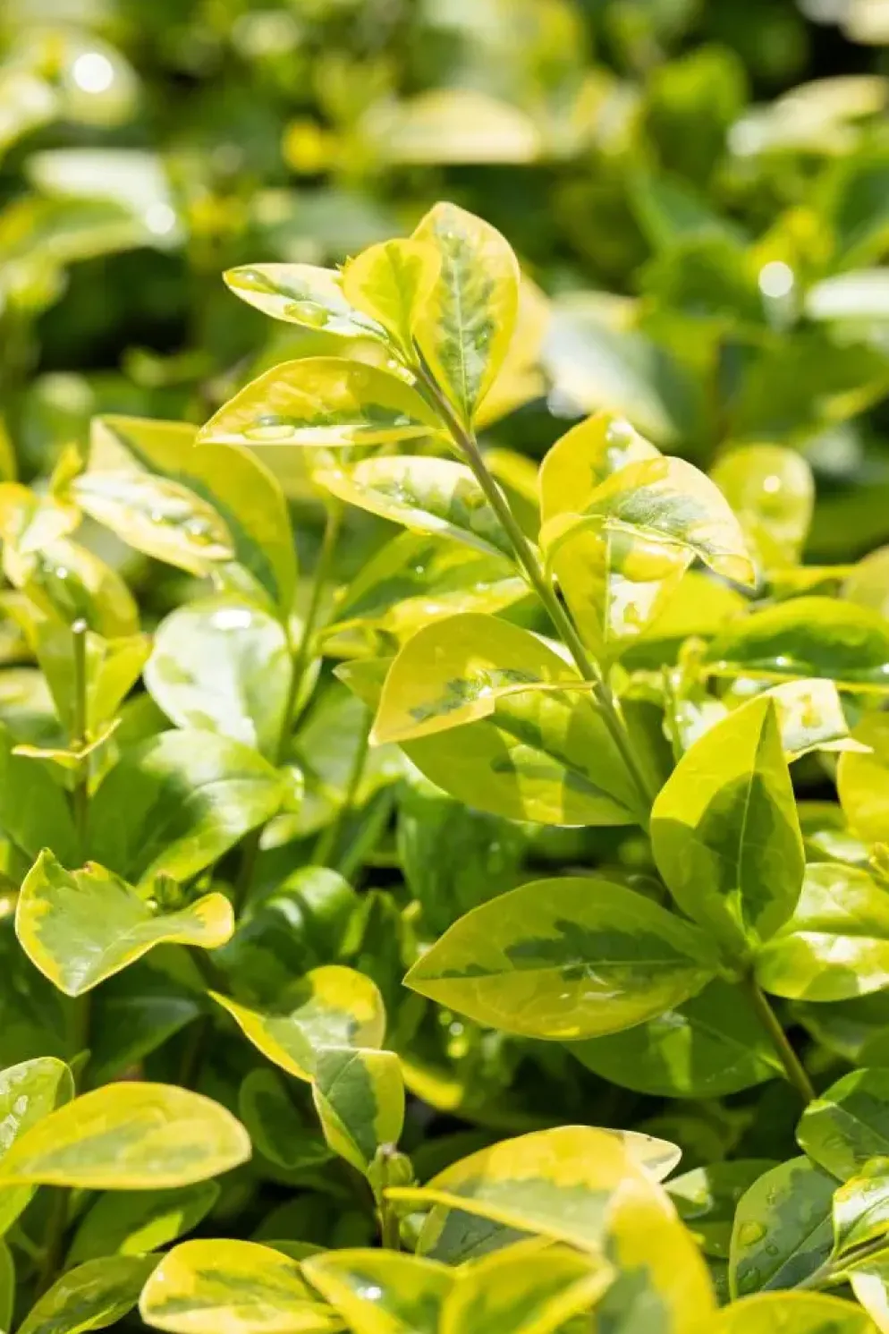 Ligustrum ovalifolium 'Aureum' (Tongkruiskruid 'Aureum')