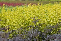 Ligustrum ovalifolium 'Aureum' (Tongkruiskruid 'Aureum')