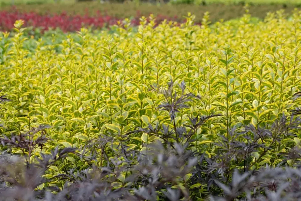 Ligustrum ovalifolium 'Aureum' (Tongkruiskruid 'Aureum')