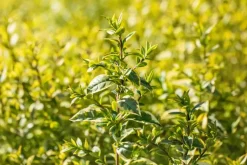 Ligustrum ovalifolium 'Aureum' (Tongkruiskruid 'Aureum')