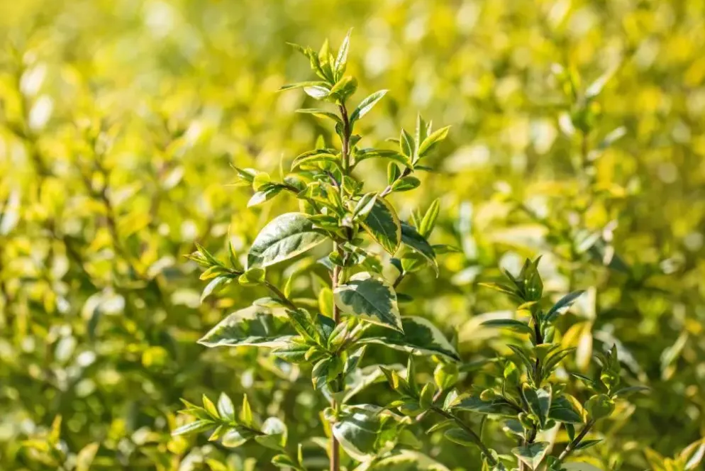 Ligustrum ovalifolium 'Aureum' (Tongkruiskruid 'Aureum')