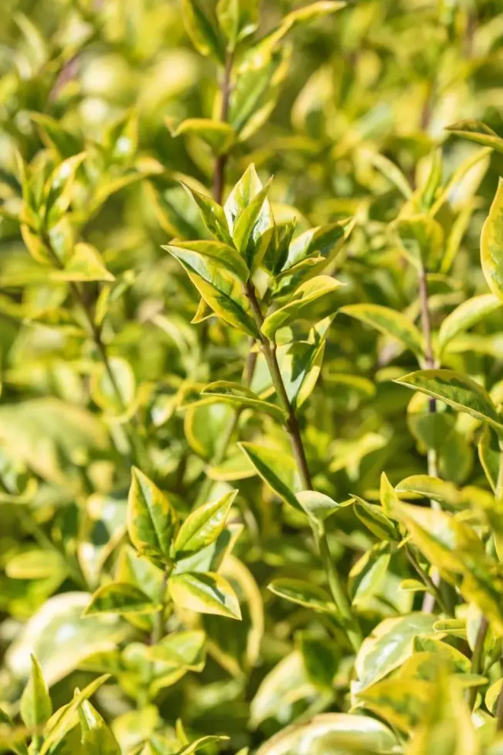Ligustrum ovalifolium 'Aureum' (Tongkruiskruid 'Aureum')