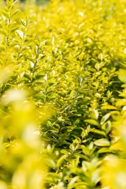 Ligustrum ovalifolium 'Aureum' (Tongkruiskruid 'Aureum')