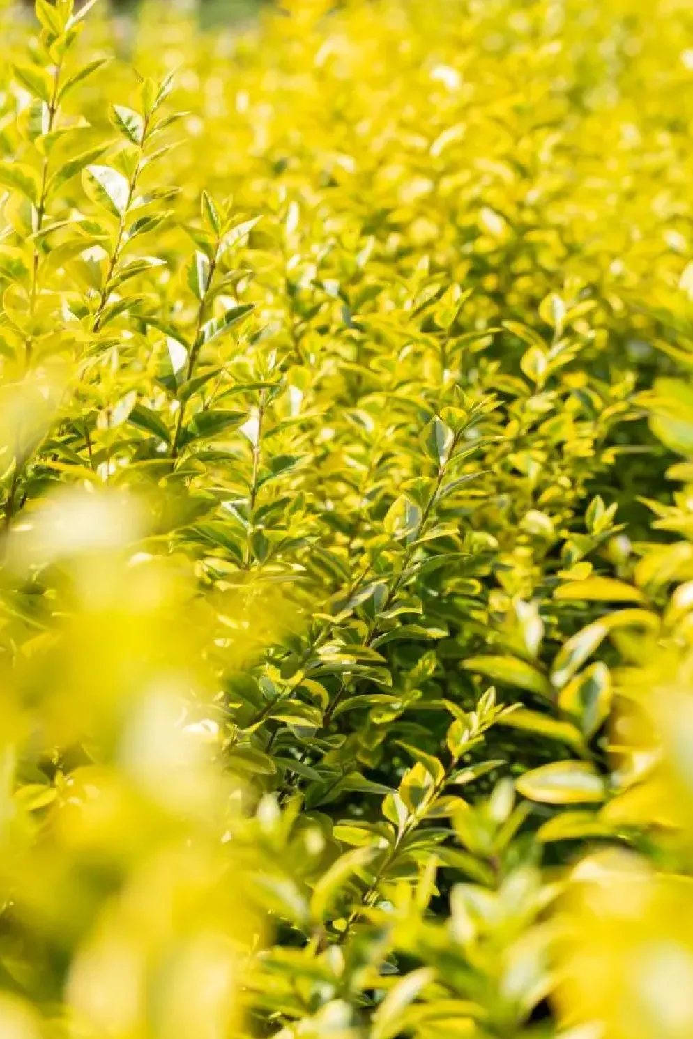 Ligustrum ovalifolium 'Aureum' (Tongkruiskruid 'Aureum')