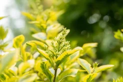 Ligustrum ovalifolium 'Aureum' (Tongkruiskruid 'Aureum')
