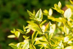 Ligustrum ovalifolium 'Aureum' (Tongkruiskruid 'Aureum')