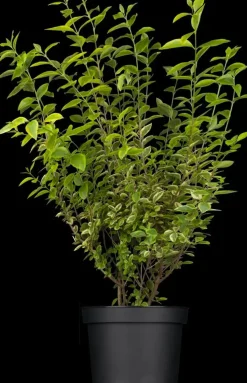 Ligustrum ovalifolium 'Aureum' (Tongkruiskruid 'Aureum')