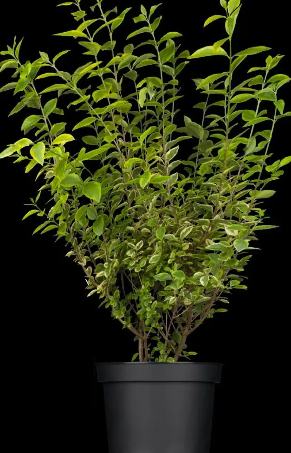 Ligustrum ovalifolium 'Aureum' (Tongkruiskruid 'Aureum')