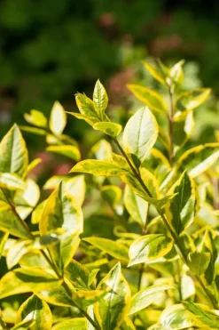 Ligustrum ovalifolium 'Aureum' (Tongkruiskruid 'Aureum')