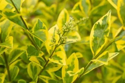 Ligustrum ovalifolium 'Aureum' (Tongkruiskruid 'Aureum')