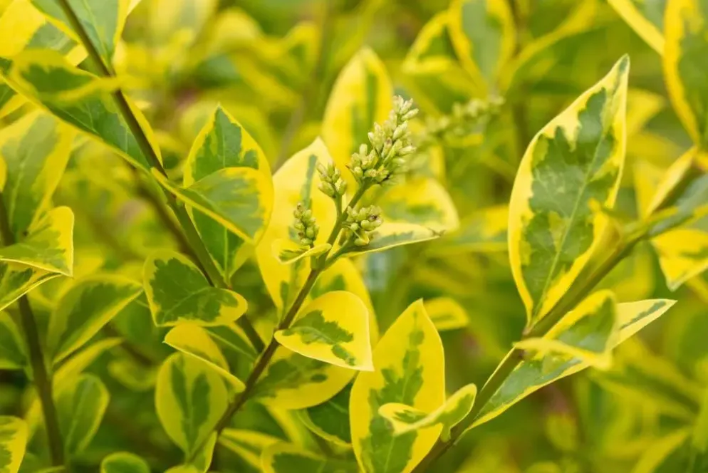 Ligustrum ovalifolium 'Aureum' (Tongkruiskruid 'Aureum')