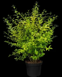 Ligustrum ovalifolium 'Aureum' (Tongkruiskruid 'Aureum')