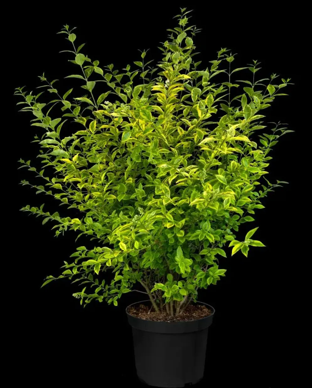 Ligustrum ovalifolium 'Aureum' (Tongkruiskruid 'Aureum')