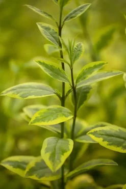 Ligustrum ovalifolium 'Aureum' (Tongkruiskruid 'Aureum')
