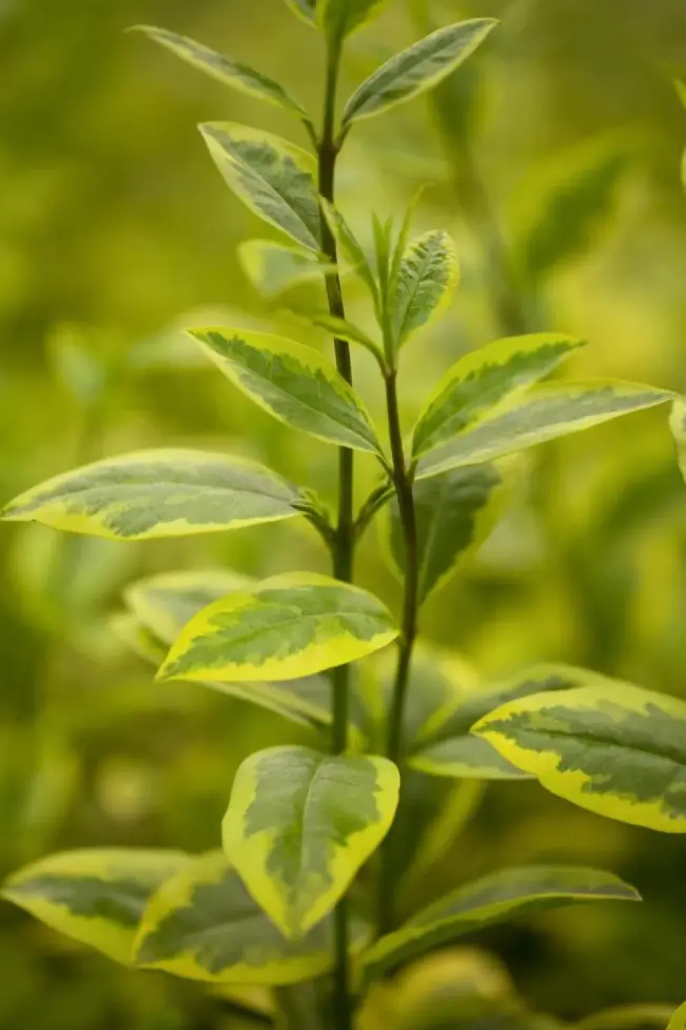 Ligustrum ovalifolium 'Aureum' (Tongkruiskruid 'Aureum')